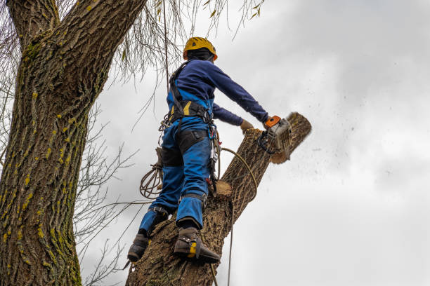 The Steps Involved in Our Tree Care Process in White Plains, NC